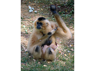 Photo de Gibbon à favoris roux