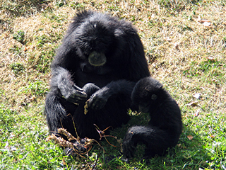 Photo de Siamang