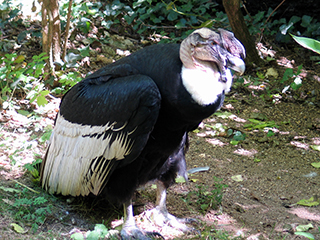 Photo de Condor des Andes