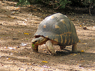 Photo de Tortue rayonnée