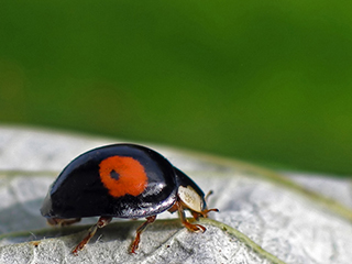 Photo de Coccinelle asiatique