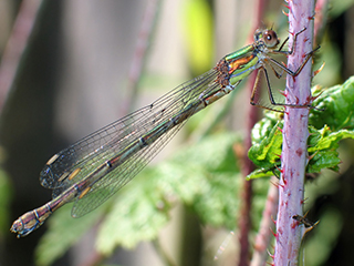 Photo de Leste vert