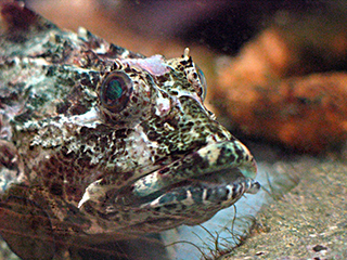 Photo de Chabot de mer