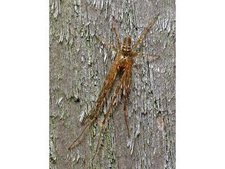 Photo de Méta d'automne