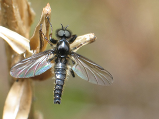 Photo de Mouche de la Saint Marc