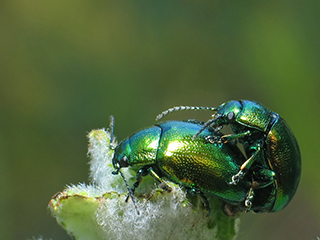Photo de Chrysomèle de la menthe