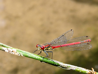 Photo de Nymphe au corps de feu