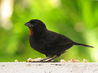 Photo de Sporophile rougegorge