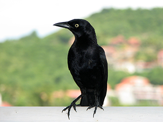 Photo de Quiscale merle
