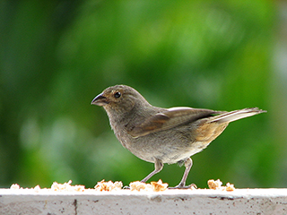 Photo de Sporophile rougegorge