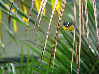 Photo de Sucrier à ventre jaune