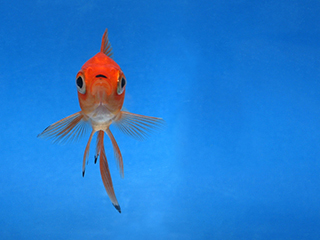 Photo de Poisson rouge