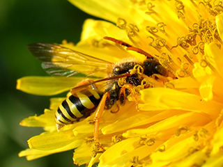 Photo de Nomada