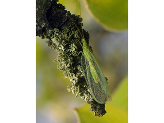 Photo de Chrysope verte