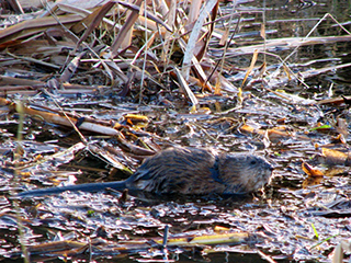 Photo de Rat musqué