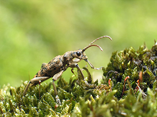 Photo de Rhagie sycophante