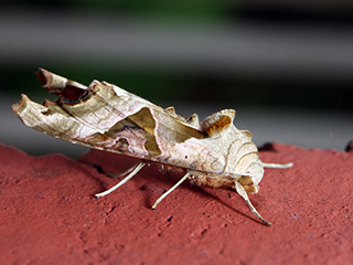 Photo de Méticuleuse