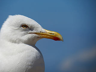 Photo de Goéland argenté
